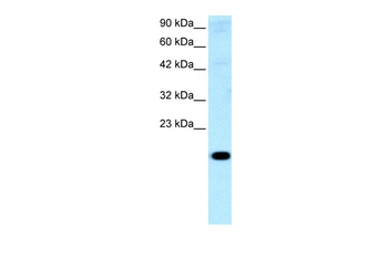 CITED1 Antibody