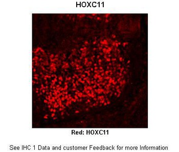 HOXC11 Antibody