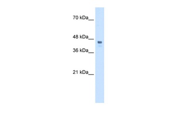 HOXC10 Antibody