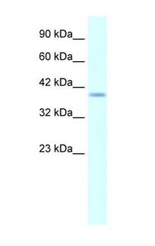 HMX1 Antibody