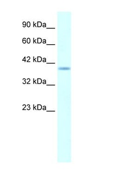 HMX1 Antibody