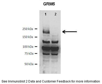 GRM6 Antibody