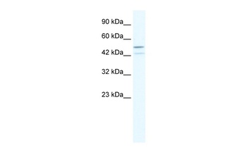 TAF5L Antibody
