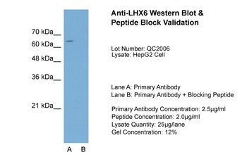 LHX6 Antibody