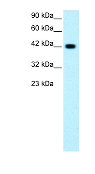 GATA3 Antibody