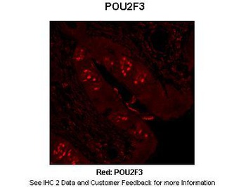 POU2F3 Antibody