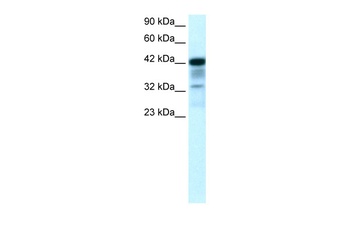 POU2F3 Antibody