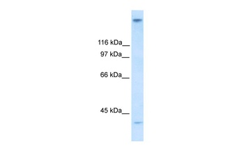 ZNF318 Antibody