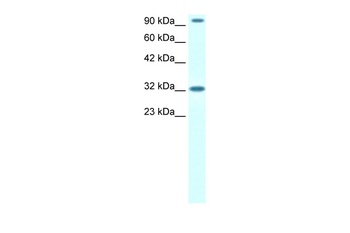 CIon Channel Antibody
