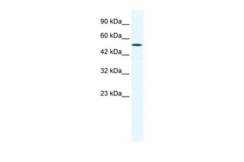 SUV39H1 Antibody