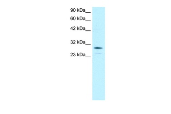 OTX2 Antibody