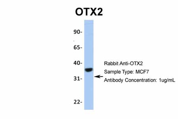 OTX2 Antibody