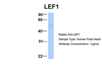 LEF1 Antibody
