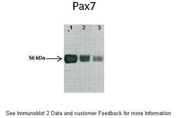 PAX7 Antibody