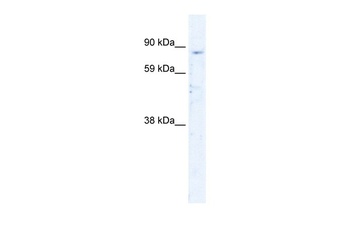 SIRT1 Antibody