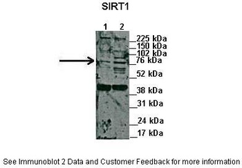 SIRT1 Antibody