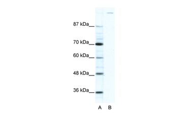 GLI1 Antibody