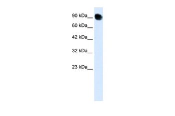 THRAP5 Antibody