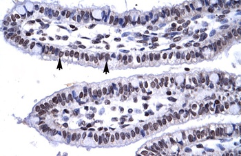 MYF6 Antibody