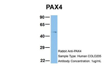 PAX4 Antibody