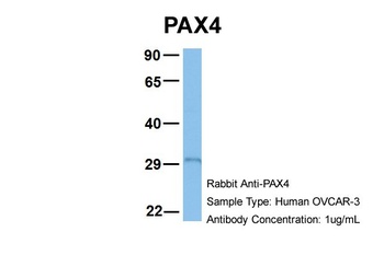 PAX4 Antibody