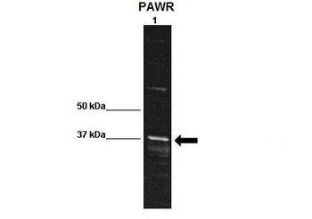 PAWR Antibody