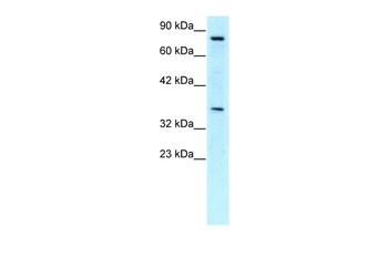 NPAS1 Antibody