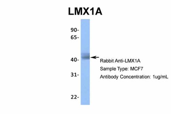 LMX1A Antibody