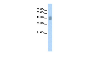 IRF3 Antibody