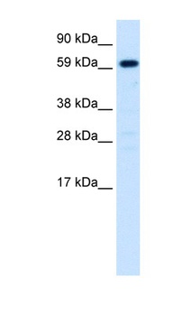 HNF4A Antibody