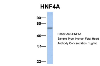 HNF4A Antibody