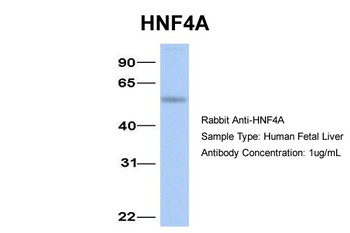 HNF4A Antibody