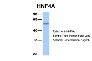 HNF4A Antibody