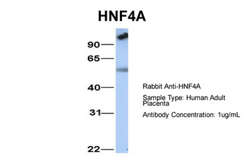 HNF4A Antibody