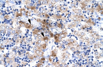 NR4A1 Antibody