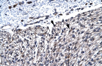 HCLS1 Antibody