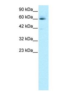 HCLS1 Antibody