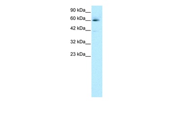 HCLS1 Antibody