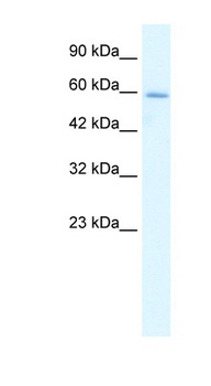 HCLS1 Antibody