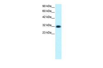 RAX Antibody