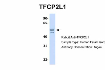 TFCP2L1 Antibody