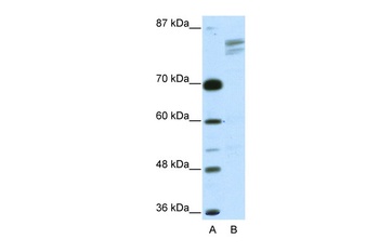 GTF2I Antibody