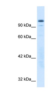 GTF2I Antibody