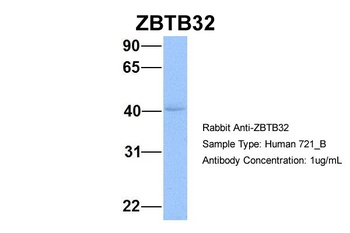 ZBTB32 Antibody