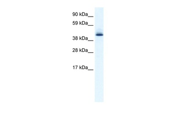 AATF Antibody