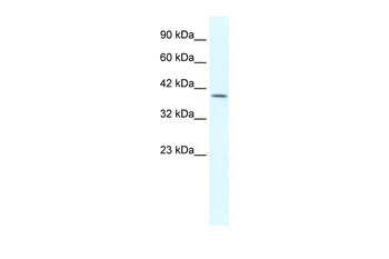 GBX2 Antibody