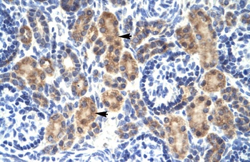 MYCBP Antibody