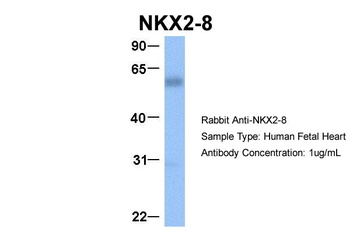 NKX2-8 Antibody