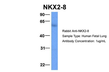 NKX2-8 Antibody