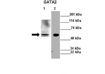 GATA2 Antibody